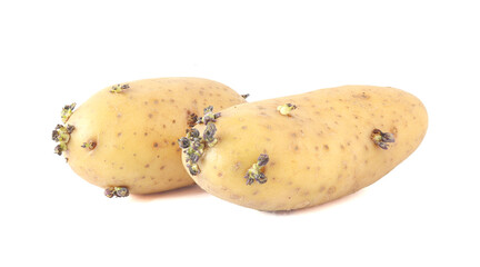 Potatoes with sprouts for planting isolated on white