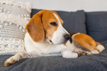 Adult male beagle dog resting in garden furniture. Shallow depth of field. Canine theme