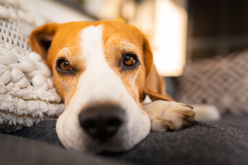 Adult male beagle dog resting in garden furniture. Shallow depth of field. Canine theme