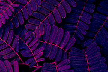 purple leaf, dark nature background, toned process