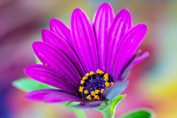 Purple Daisy