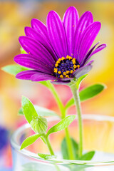 Purple Daisy