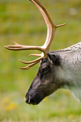 Tundra Reindeer - Caribou