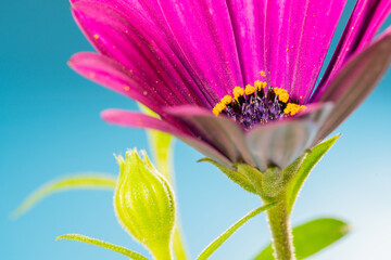 Purple Daisy