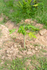 Young Carica papaya trees, herbaceous plant