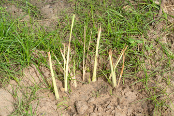 Close up lemon grass plantation.