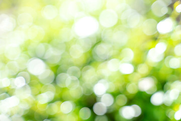 Obraz premium Bokeh leaf with sunlight, use for background.