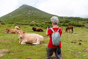 old woman with backpack and gray hair taking pictures of a cow in the mountains during a hiking...