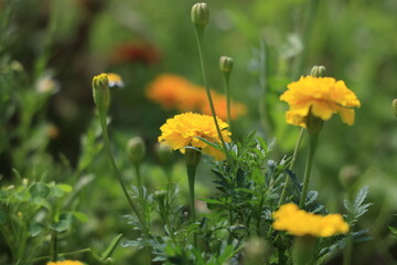 マリーゴールド
