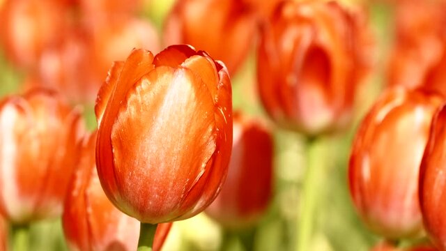 Cute Beautiful Red Tulip Flowers Blooming in A Botanical Garden in Spring, Travel or Floral Image, Nobody	