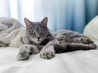 Fototapeta na wymiar A beautiful gray cat is lying on the owner's bed, comfortably settled, with its paws outstretched