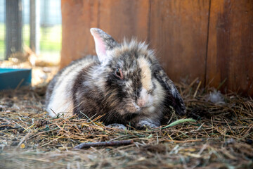 Fluffy domestic rabbit in a cage. Rabbit fur farm