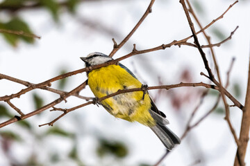 blue tit perched on a tree branch