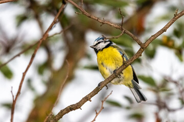 blue tit perched on a tree branch
