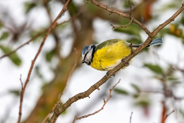 blue tit perched on a tree branch