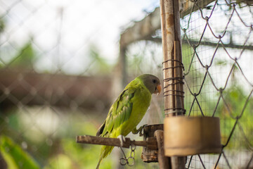 Close up photo of parrot