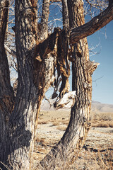 skins and skulls of dead horses in trees. Ancient rite or ritual in Altai or Mongolia. Exclusive photo