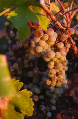 Fototapeta premium Grape vine ripe fruits