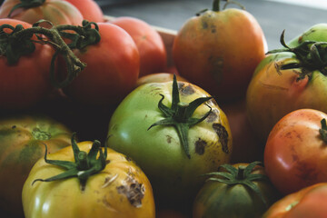 Fresh tomatoes close up