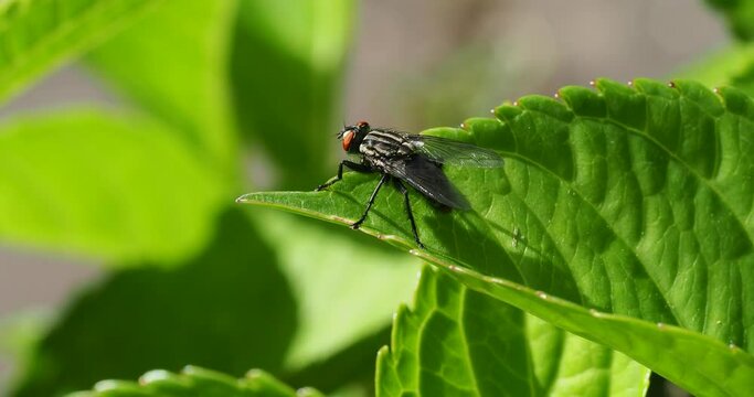 short 4k video clip of horsefly resting on a leaf