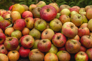 Ripe apple harvest