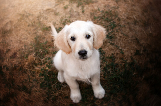golden retriever dog cute puppy funny photo pet
