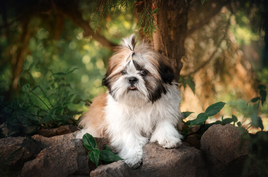 shih tzu dog photo shoot cute puppies lovely pet portrait magic light
