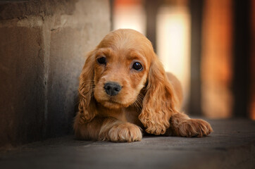 english cocker spaniel dog cute sad puppy magical portrait
