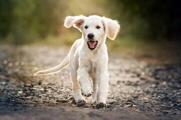golden retriever dog lovely portrait of a cute puppy magic light sunset pet photo shoot
