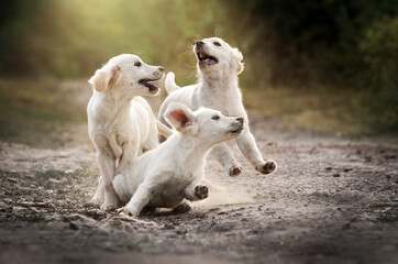 golden retriever dog lovely portrait of a cute puppy magic light sunset pet photo shoot
