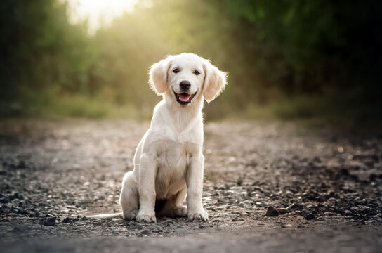 golden retriever dog lovely portrait of a cute puppy magic light sunset pet photo shoot
