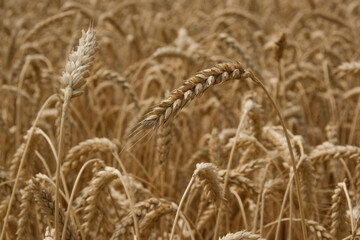 Field of wheat. Wheat ears close up.  Harvest