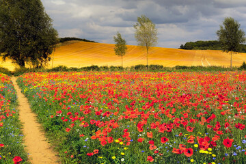 Poppy field with beautiful red poppies and flowers in a summer meadow