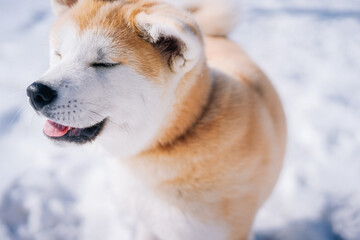Large portrait of an Akita Inu dog puppy with its eyes closed and its tongue hanging out. Smiling dog on the blurred snow background
