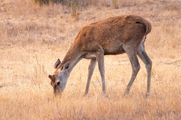 young male deer with fledgling antlers grazing in a dry meadow in autumn