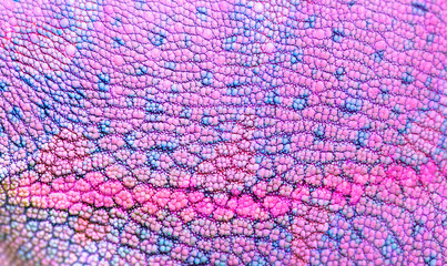 Beautiful multi-colored bright chameleon skin, blue and pink reptile skin pattern texture close-up as a background. © Vera