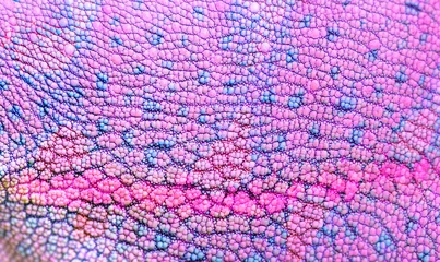 Poster Beautiful multi-colored bright chameleon skin, blue and pink reptile skin pattern texture close-up as a background. © Vera
