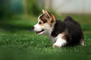 Obraz premium welsh corgi pembroke cute puppies walk in the garden photoshoot pet 