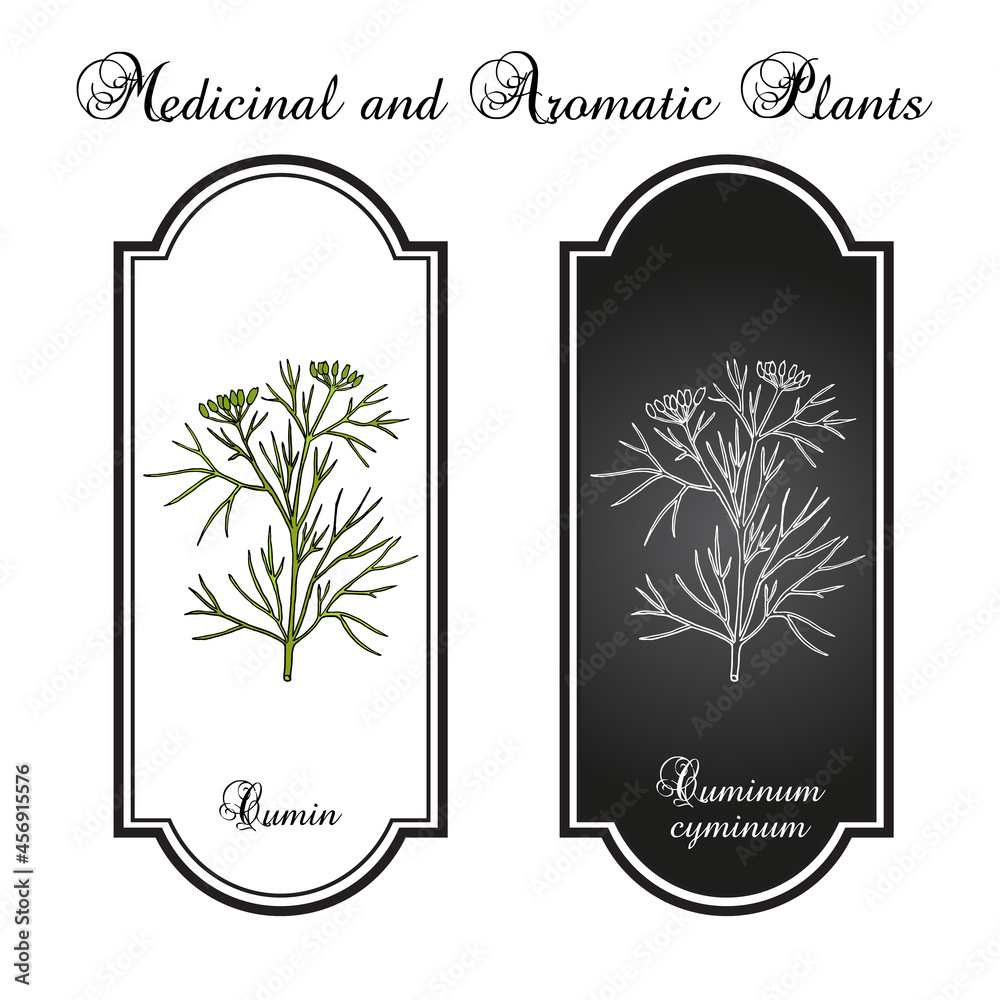 Sticker Aromatic plant cumin cuminum cyminum 