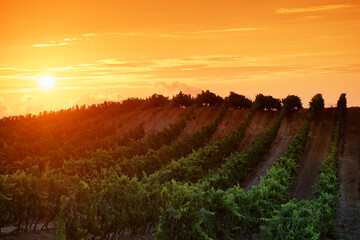 Vineyard in the hills of Aleria in eastern plain of Corsica