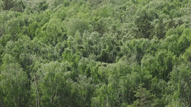 Birch forest in windy weather