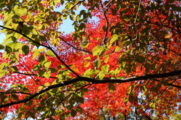 緑の葉と紅葉のコントラスト