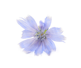 Beautiful tender chicory flower isolated on white