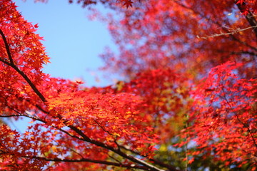 青空と紅葉