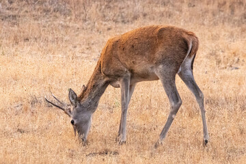 Naklejka na ściany i meble young male deer with fledgling antlers grazing in a dry meadow in autumn