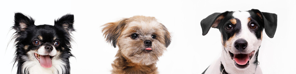 Panoramic photo of funny smiling dogs on white background. Lovely puppy of chihuahua, Shih tzu and Jack Russell Terrier. Wide angle horizontal wallpaper or web banner.