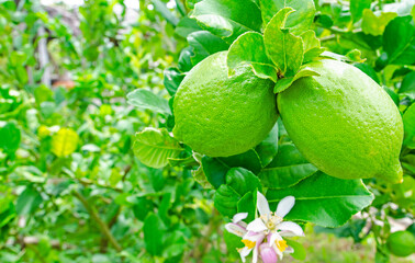 Fresh lemons grown in the garden