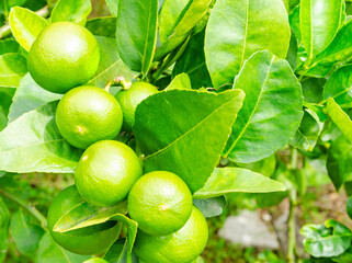 Green limes  in the garden farm for background