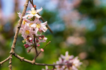 Cratoxylum formosum, a bouquet of pink flowers blooming on a branch.