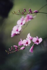 Spring tropical flowers in Thailand